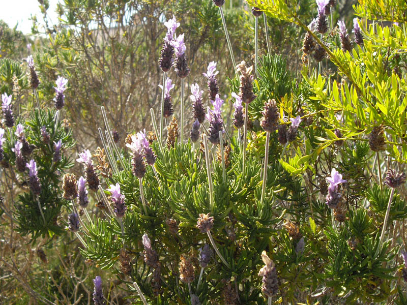 Lavandula dentata en fleurs sur pentes calcaires en Espagne